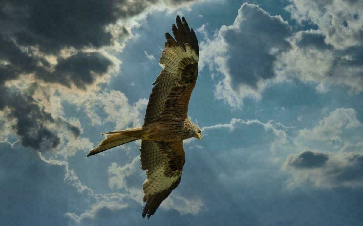 Ein Rotmilan mit ausgebreiteten Flügeln im Hintergrund strahlend blauer Himmel Ein Rotmilan mit ausgebreiteten Flügeln im Hintergrund strahlend blauer Himmel